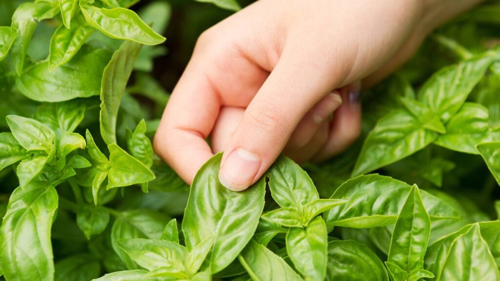 Nem inseticida, nem veneno: esta planta repele baratas naturalmente