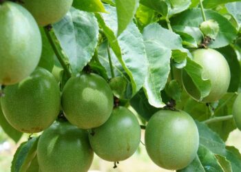 Plante maracujá em abundância e colha em até 5 meses com guia completo