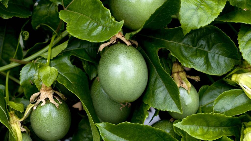 Plante maracujá em abundância e colha em até 5 meses com guia completo