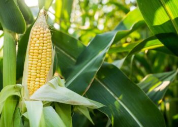 Tenha uma próspera plantação de milho-verde com dicas de jardinagens infalíveis
