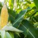 Tenha uma próspera plantação de milho-verde com dicas de jardinagens infalíveis