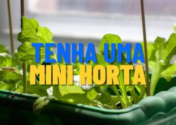 Frutas perfeitas para quem quer começar uma mini horta