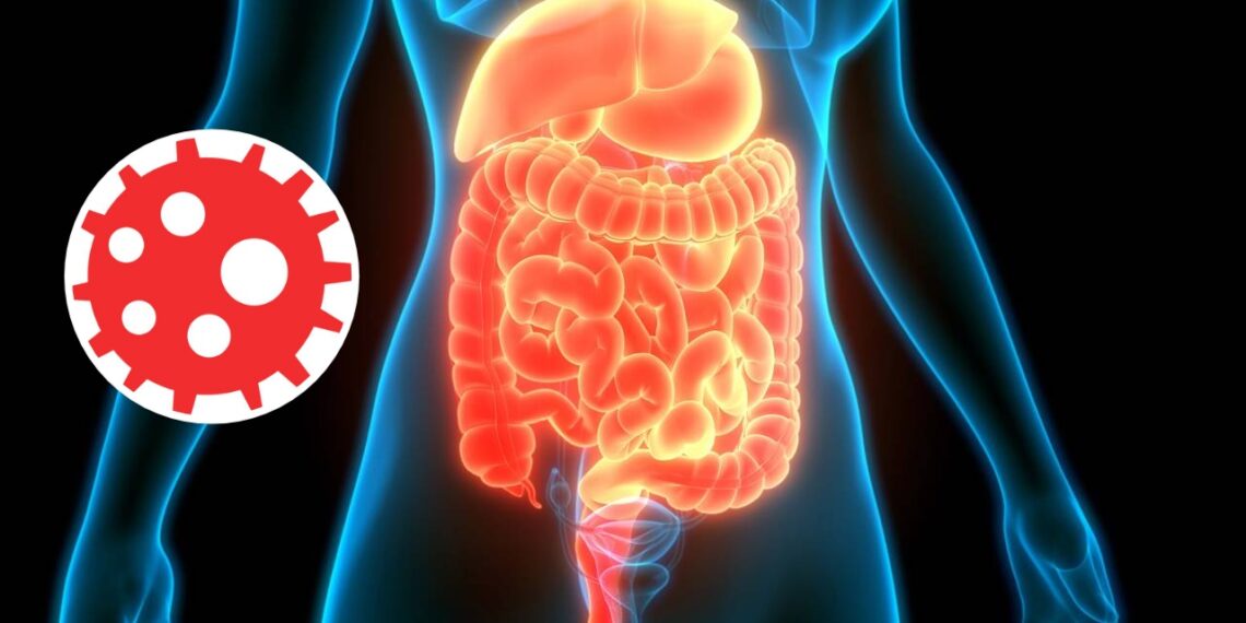 Pequeno vírus que ajuda o corpo humano mantém intestino saudável