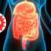 Pequeno vírus que ajuda o corpo humano mantém intestino saudável