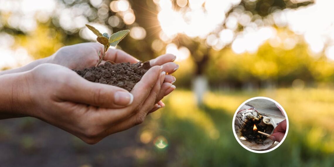 Nem sol demais, nem sombra total: esta planta é a melhor para qualquer jardim