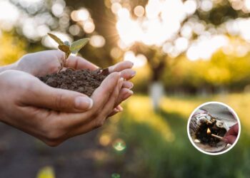 Nem sol demais, nem sombra total: esta planta é a melhor para qualquer jardim