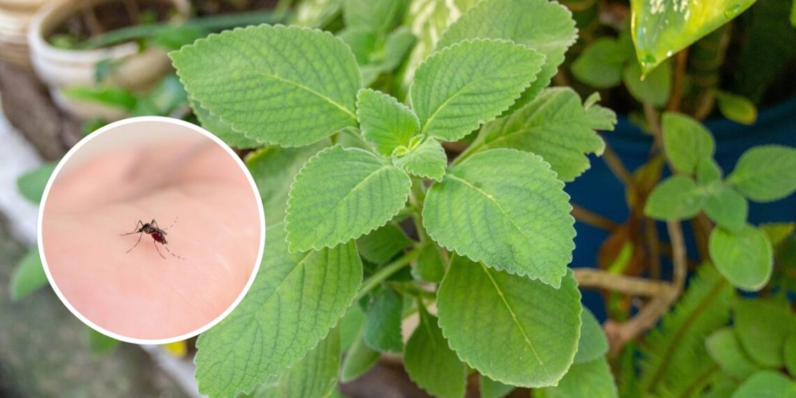 Basta uma folha para afastar mosquitos e pernilongos de vez da sua casa