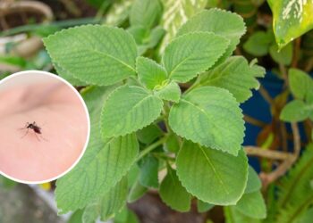 Basta uma folha para afastar mosquitos e pernilongos de vez da sua casa