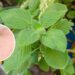 Basta uma folha para afastar mosquitos e pernilongos de vez da sua casa