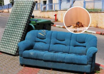 Uso inadequado de produtos e falhas na prevenção dificultam o combate eficaz a pragas em casa