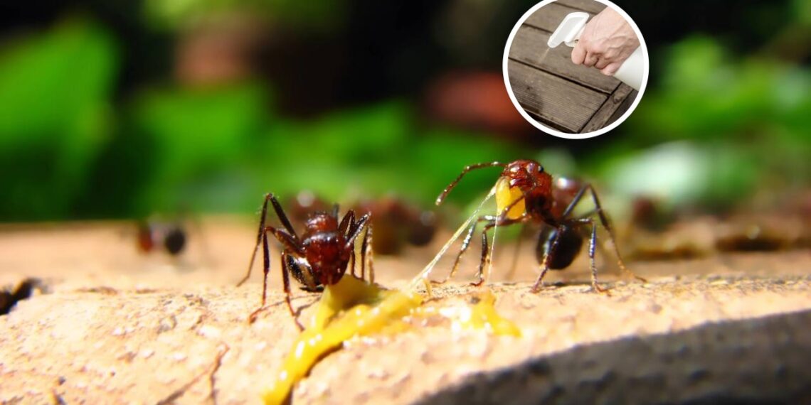 Misturas naturais para afastar formigas e manter sua casa protegida nesta primavera