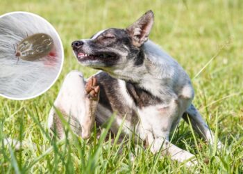 Dicas práticas para proteger seu pet dos carrapatos antes do auge do verão