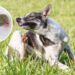 Dicas práticas para proteger seu pet dos carrapatos antes do auge do verão