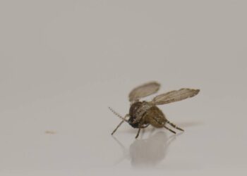 Como eliminar mosquitinhos no banheiro no verão