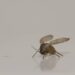 Como eliminar mosquitinhos no banheiro no verão