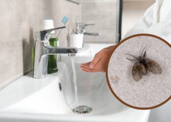 Mosquitinhos de banheiro? Esses erros podem ser o motivo