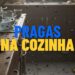 Diga adeus às moscas! Ervas para espantar estes insetos da cozinha naturalmente