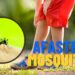 Nem repelente, nem spray químico: truque natural que espanta pernilongos