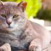 Dicas para prolongar a vida do seu felino com gestos simples mas importantes