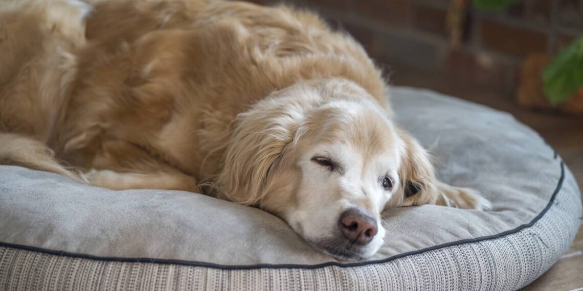 Guia prático para tutores iniciantes: como cuidar de um cachorro idoso sem complicações