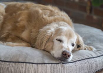 Guia prático para tutores iniciantes: como cuidar de um cachorro idoso sem complicações