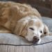Guia prático para tutores iniciantes: como cuidar de um cachorro idoso sem complicações
