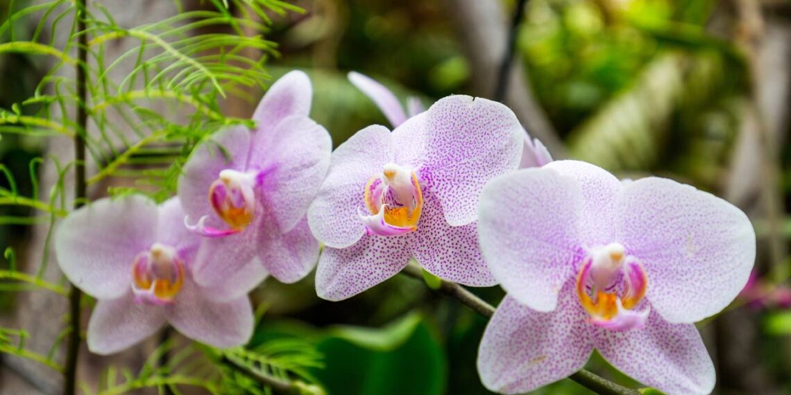Aprenda a cultivar orquídeas dentro de casa do jeito certo!