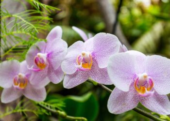 Aprenda a cultivar orquídeas dentro de casa do jeito certo!