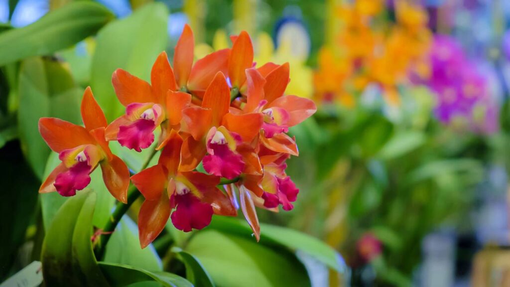 Aprenda a cultivar orquídeas dentro de casa do jeito certo!