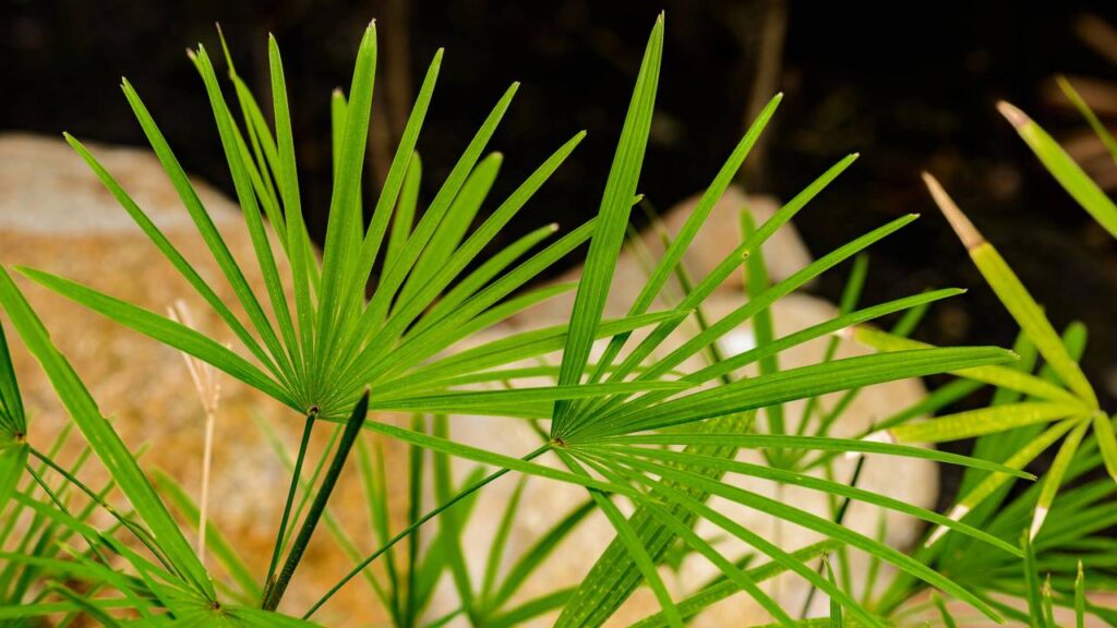 Estas plantas limpam o ar e ajudam a controlar sintomas alérgicos