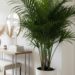 As plantas que embelezam corredores e hall de entrada