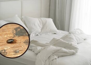 Onde os percevejos de cama se escondem e como achá-los