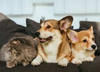 Os melhores nomes unissex para pets que fogem do comum