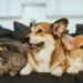 Os melhores nomes unissex para pets que fogem do comum