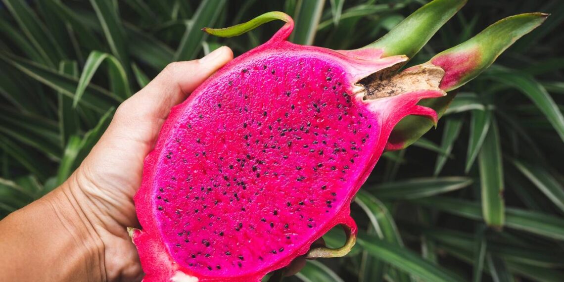 Aprenda a como plantar pitaia e colha a fruta-do-dragão em casa