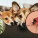 Plantas que afastam mosquitos e não fazem mal aos pets