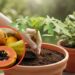Dicas para plantar mamão e colher mesmo em espaços pequenos