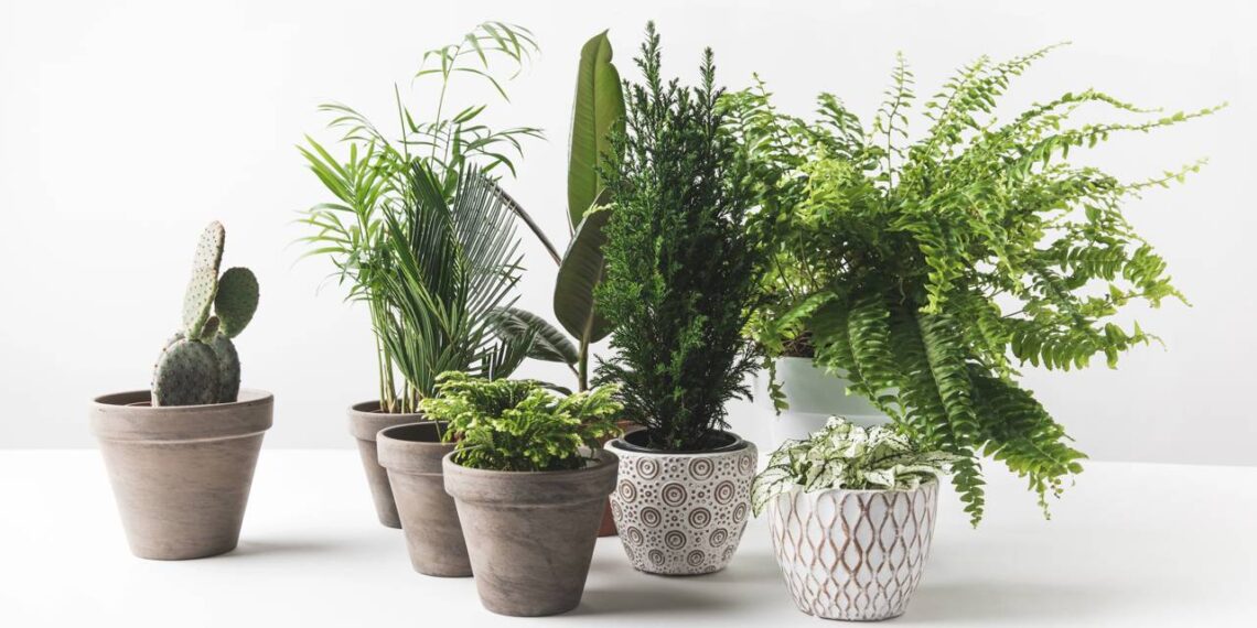 Falhas silenciosas no cultivo doméstico impedem brotações e desenvolvimento saudável das plantas em vasos