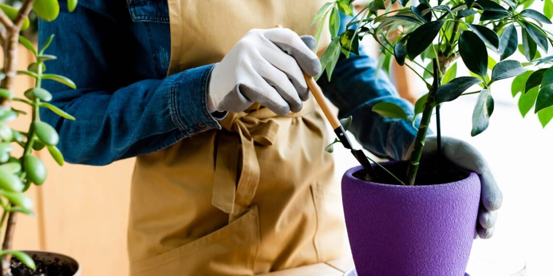 5 plantas fáceis de cultivar em casa que ajudam a melhorar o humor