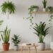 Dê mais vida a ambientes com paredes brancas com estas 6 plantas