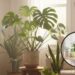 Plantas que deixam sua sala mais aconchegante e cheia de vida