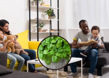 O aroma destas plantas afastam os mosquitos e deixam a casa perfumada