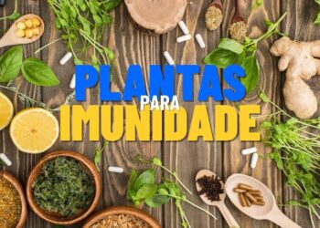 3 Plantas que blindam sua imunidade de forma 100% natural