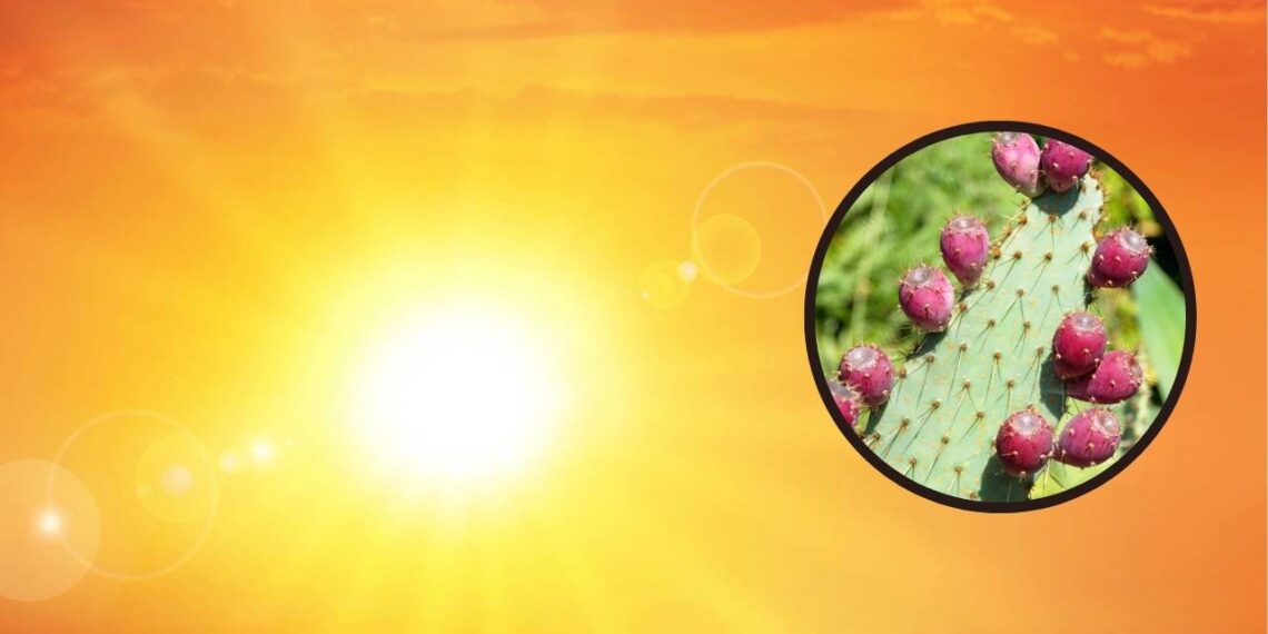 Frutas que crescem bem em clima quente e exigem pouca água