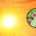 Frutas que crescem bem em clima quente e exigem pouca água