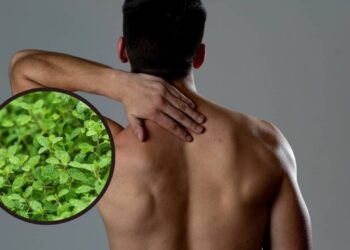 Plantas que ajudam a aliviar a tensão muscular e promovem relaxamento natural