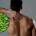 Plantas que ajudam a aliviar a tensão muscular e promovem relaxamento natural