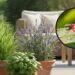 Plantas que funcionam como repelente natural, segundo especialista
