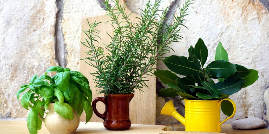 Plantas que moscas detestam: coloque na janela e crie uma barreira natural