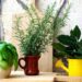 Plantas que moscas detestam: coloque na janela e crie uma barreira natural
